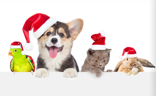 Personalised Pet Stockings and Gifts