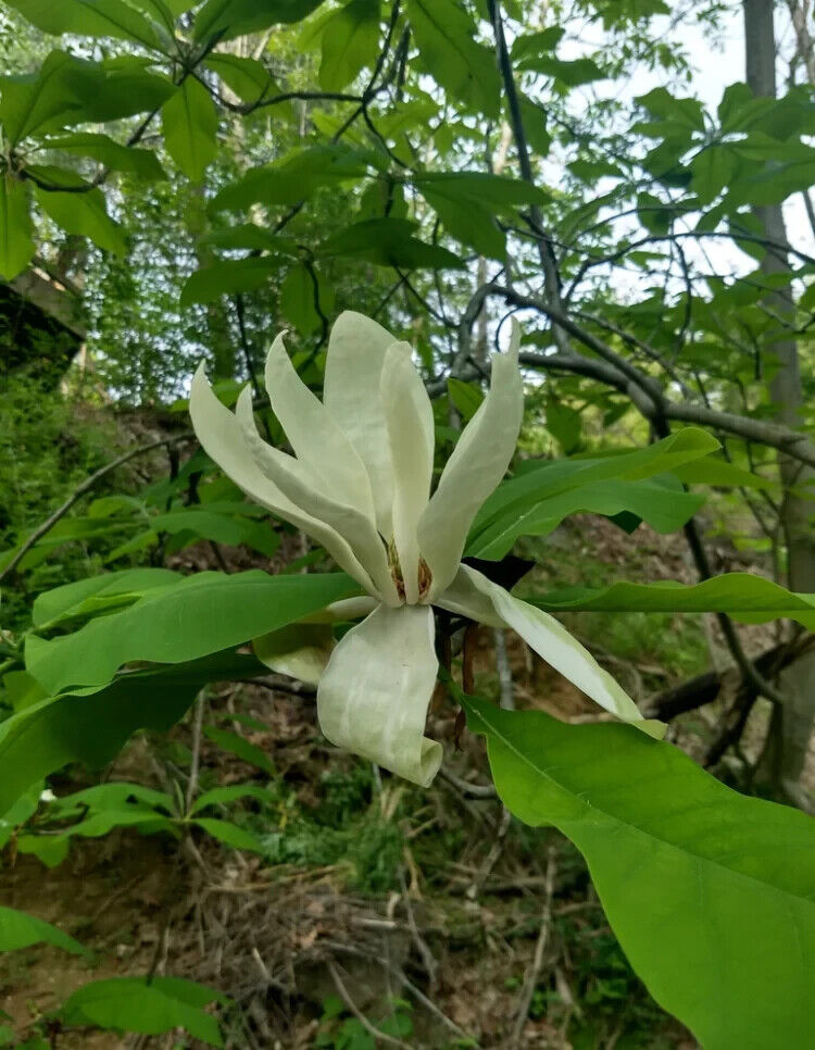 Rare Magnolia Tripetala Umbrella tree SEEDS Giant leaf Flower Tropical UK Hardy