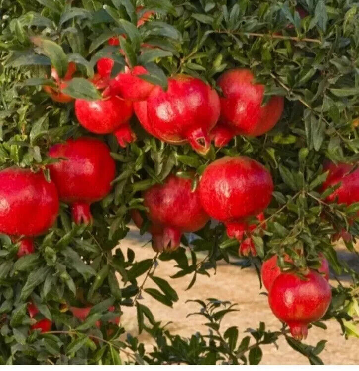 Grow Own Pomegranate Fruit Tree Seeds Punica Granatum UK Hardy Dwarf Bonsai Tree