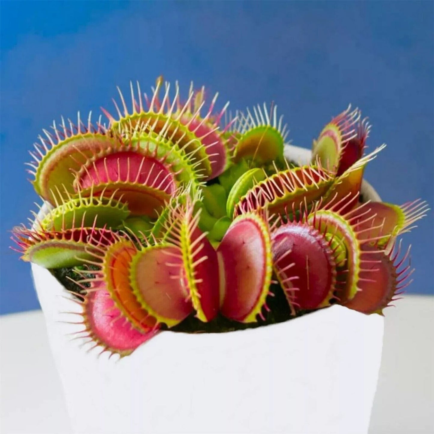 Giant Venus Fly Trap Seeds Fly Catcher Plant DIONAEA MUSCIPULA Carnivorous FRESH