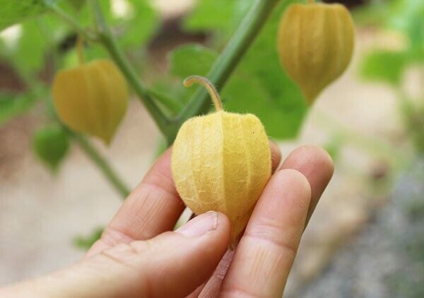 Grow Sweet Golden Berry Fruit Plant CAPE GOOSEBERRY SEEDS Physalis peruviana UK