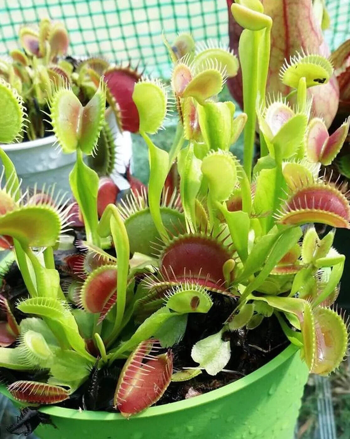 Giant Venus Fly Trap Seeds Fly Catcher Plant DIONAEA MUSCIPULA Carnivorous FRESH