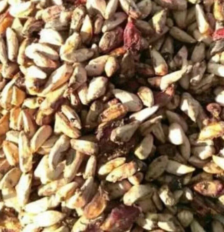 Grow Own Pomegranate Fruit Tree Seeds Punica Granatum UK Hardy Dwarf Bonsai Tree