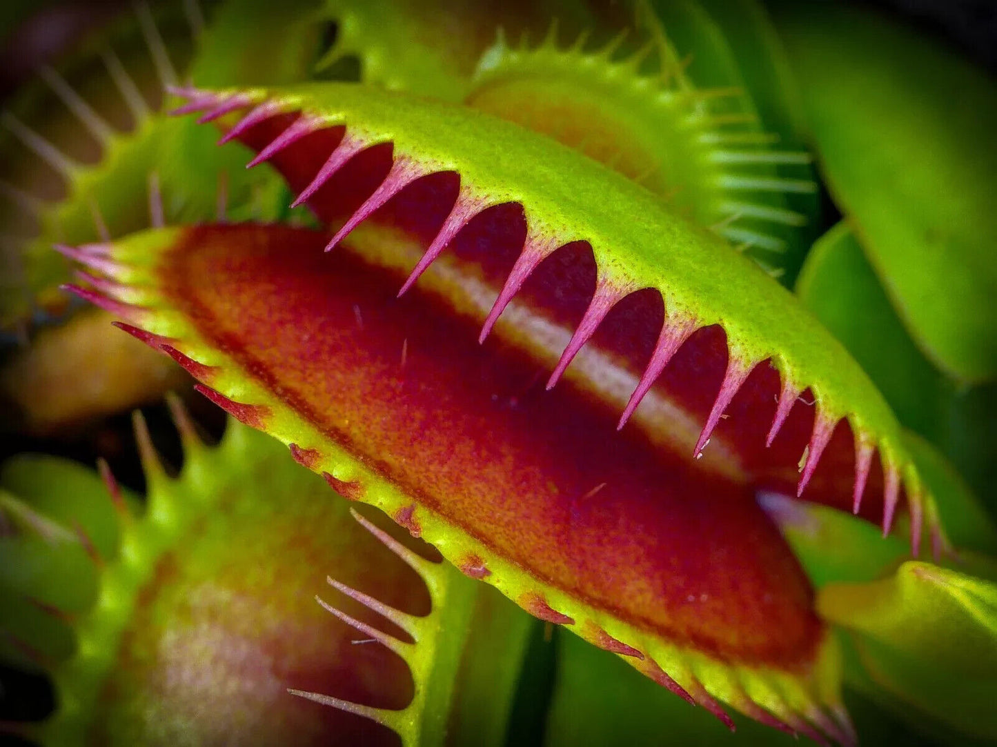 Giant Venus Fly Trap Seeds Fly Catcher Plant DIONAEA MUSCIPULA Carnivorous FRESH
