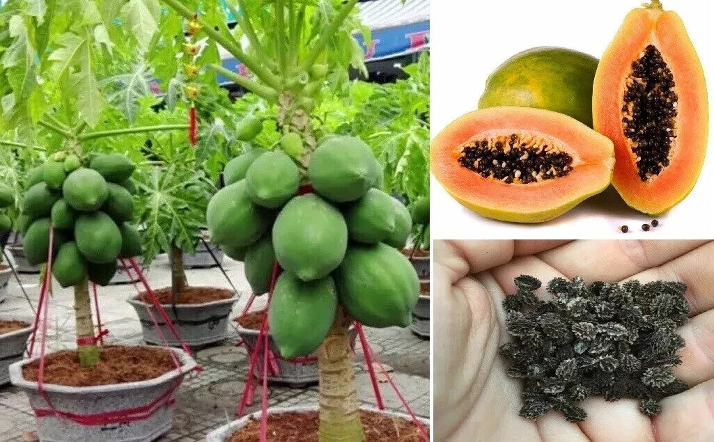 Grow Your Own Fresh X Large Papaya Fruit Tree Seeds Dwarf Plant Carica pawpaw