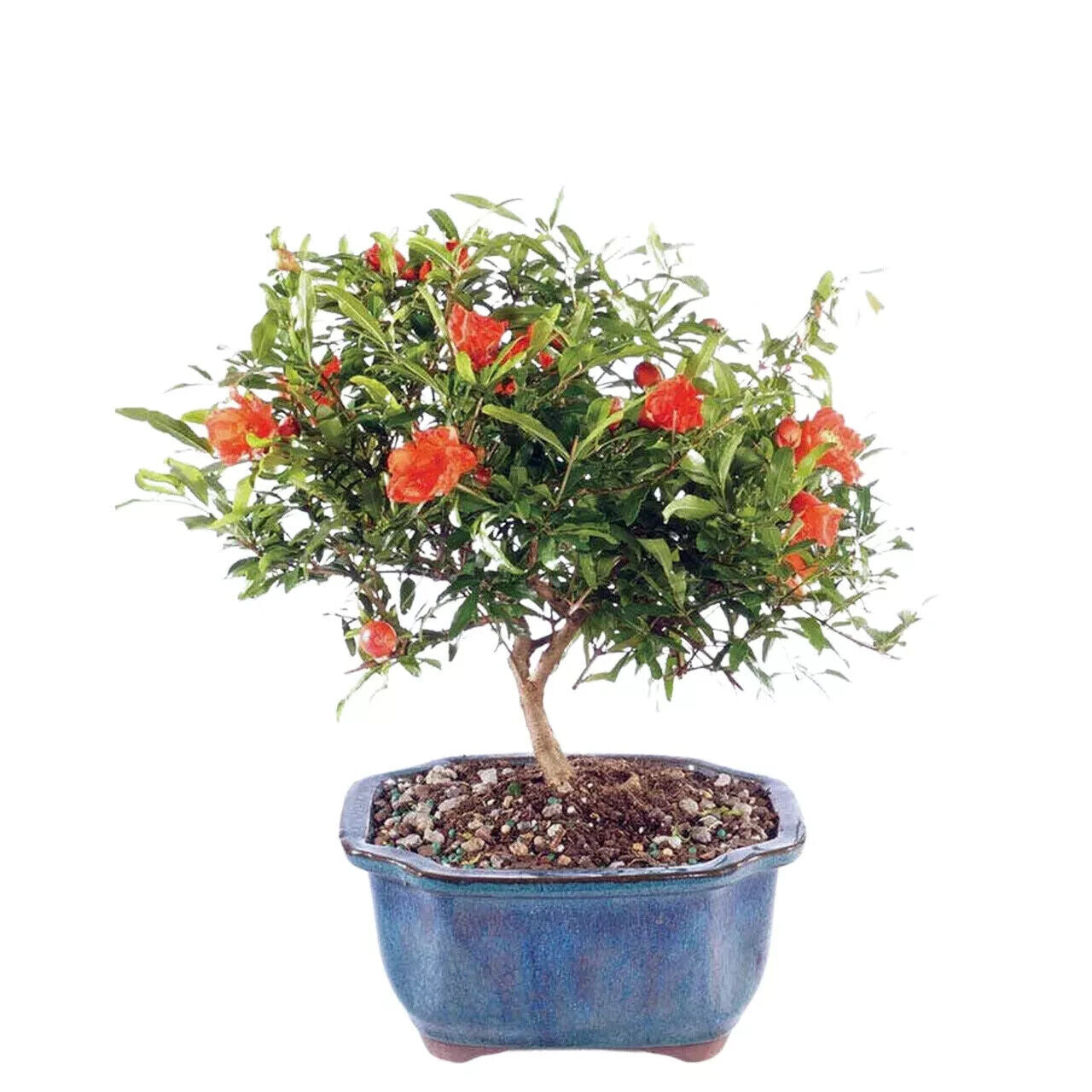 Grow Own Pomegranate Fruit Tree Seeds Punica Granatum UK Hardy Dwarf Bonsai Tree