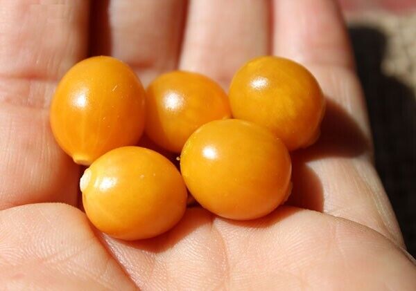 Grow Sweet Golden Berry Fruit Plant CAPE GOOSEBERRY SEEDS Physalis peruviana UK