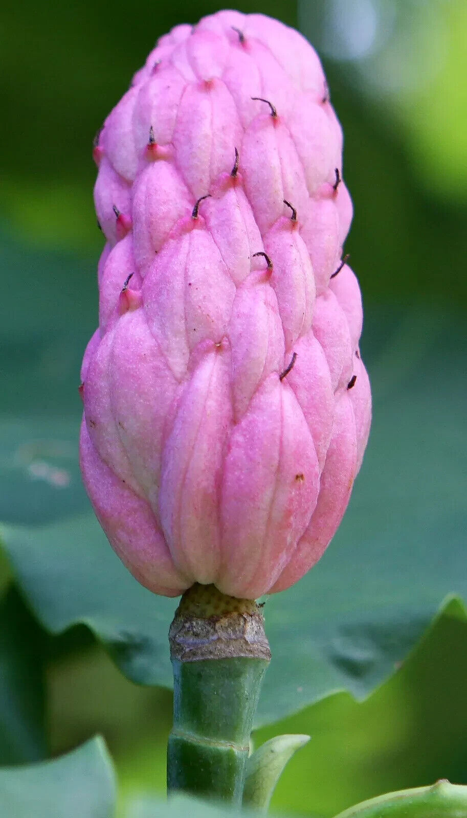 Rare Magnolia Tripetala Umbrella tree SEEDS Giant leaf Flower Tropical UK Hardy
