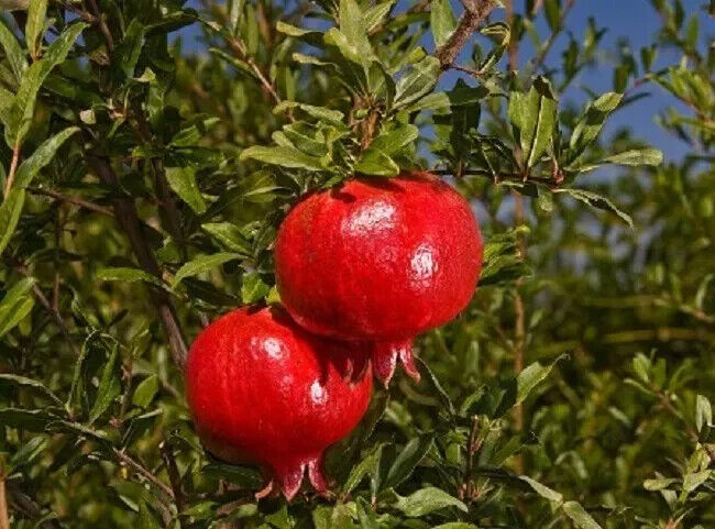 Grow Own Pomegranate Fruit Tree Seeds Punica Granatum UK Hardy Dwarf Bonsai Tree