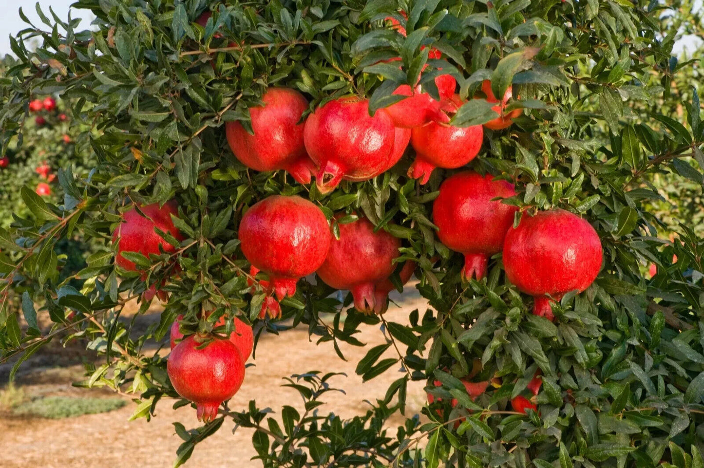 Grow Own Pomegranate Fruit Tree Seeds Punica Granatum UK Hardy Dwarf Bonsai Tree