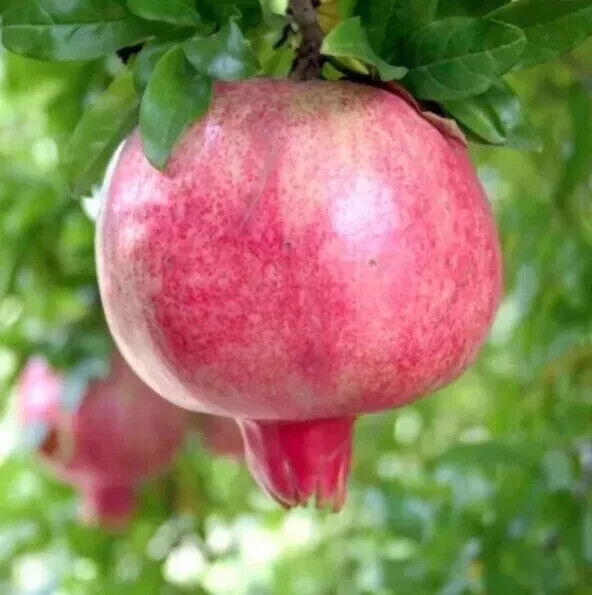 Grow Own Pomegranate Fruit Tree Seeds Punica Granatum UK Hardy Dwarf Bonsai Tree