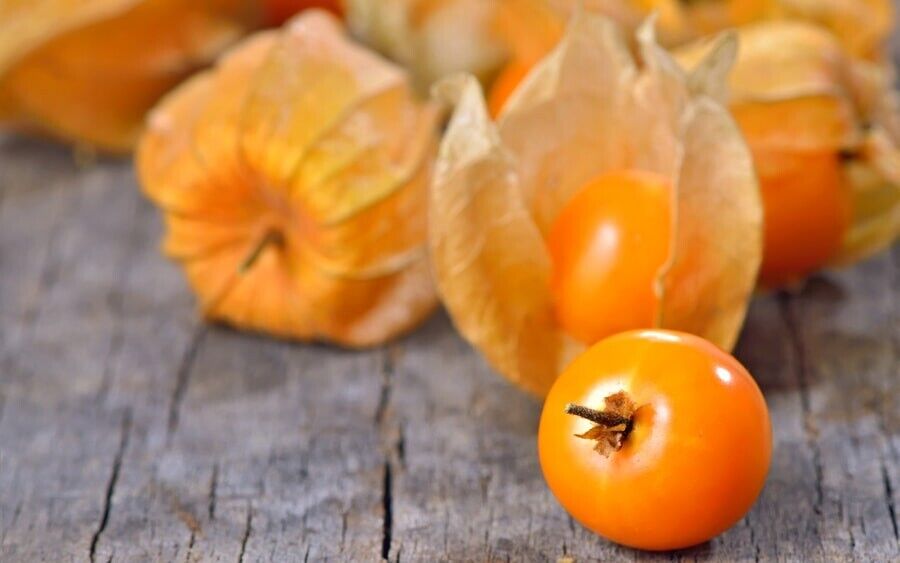 Grow Sweet Golden Berry Fruit Plant CAPE GOOSEBERRY SEEDS Physalis peruviana UK