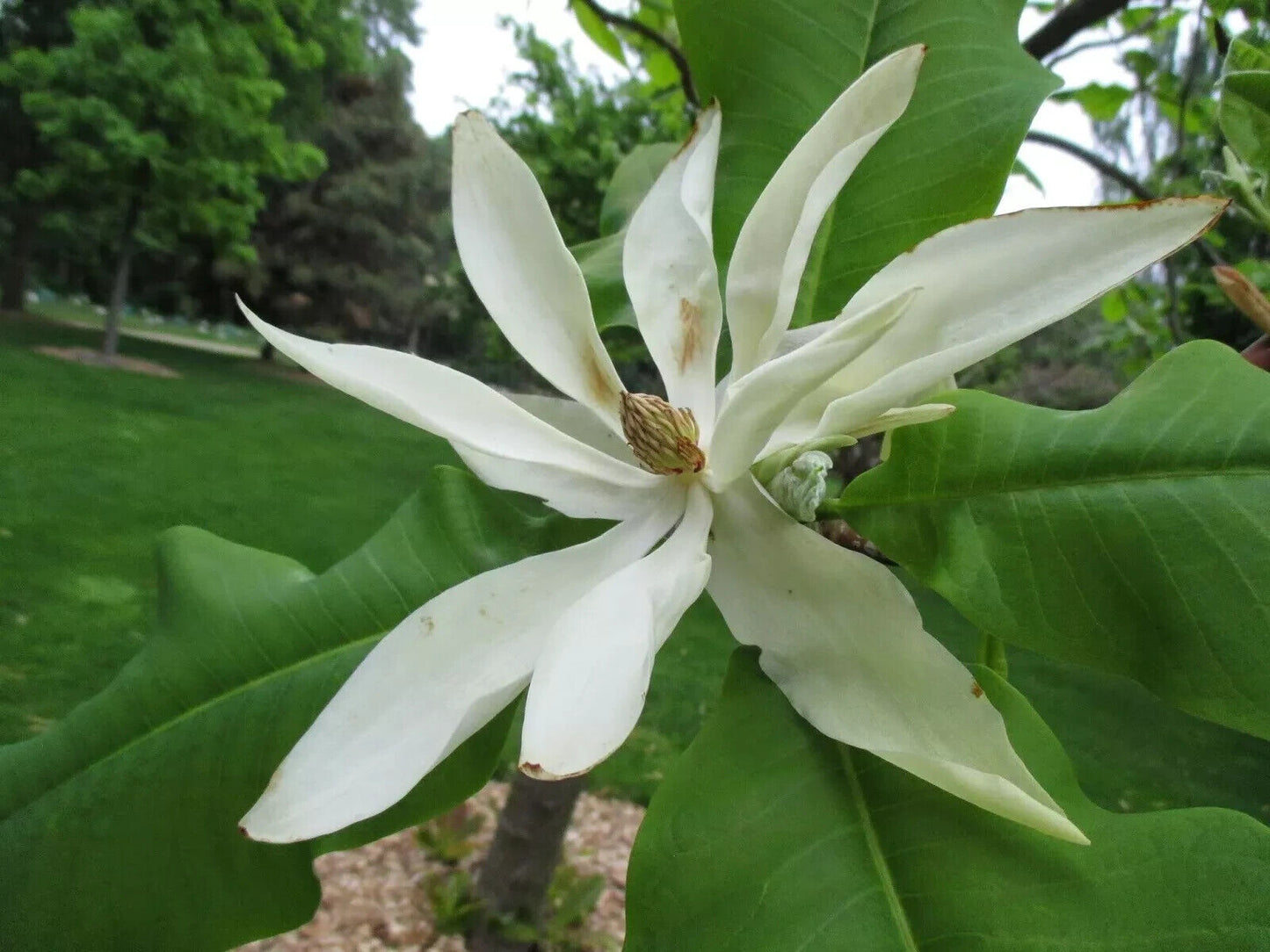 Rare Magnolia Tripetala Umbrella tree SEEDS Giant leaf Flower Tropical UK Hardy