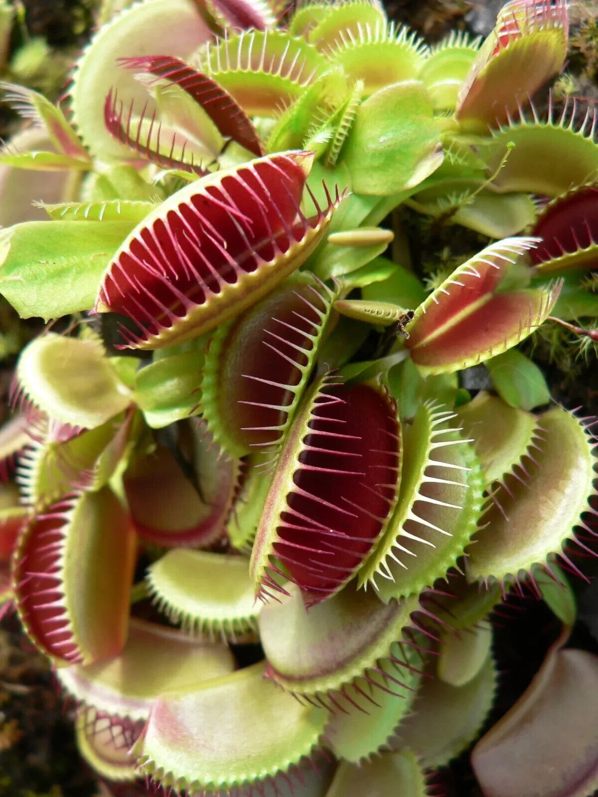Giant Venus Fly Trap Seeds Fly Catcher Plant DIONAEA MUSCIPULA Carnivorous FRESH