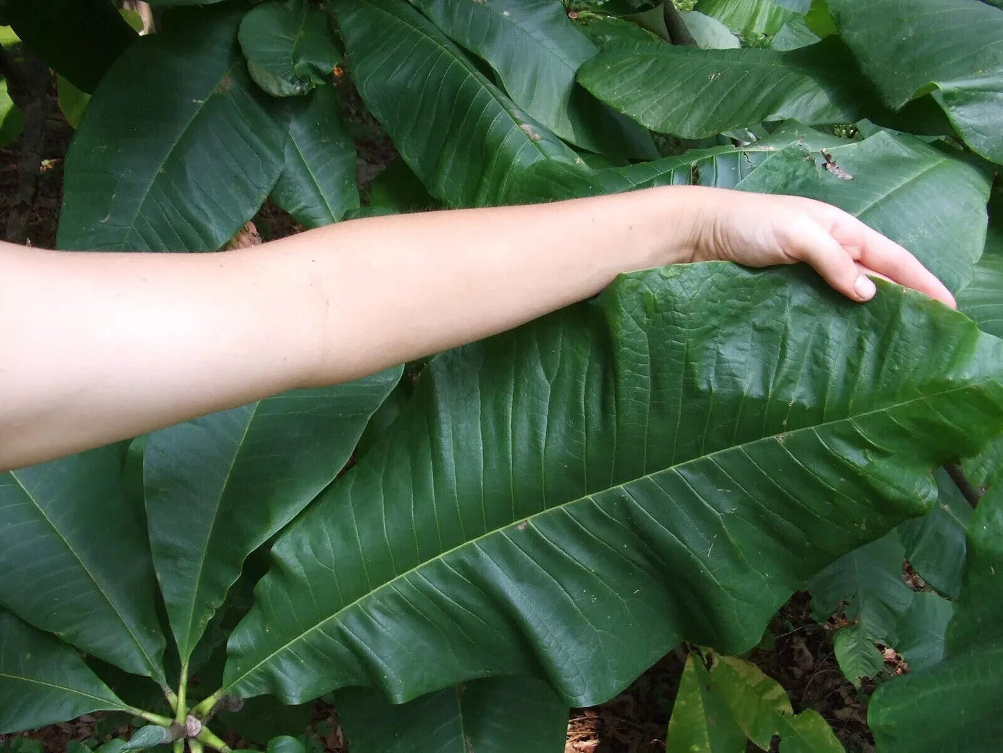 Rare Magnolia Tripetala Umbrella tree SEEDS Giant leaf Flower Tropical UK Hardy