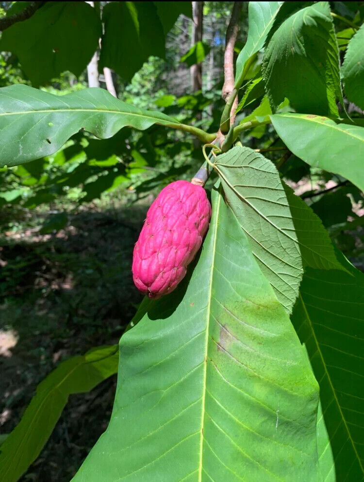 Rare Magnolia Tripetala Umbrella tree SEEDS Giant leaf Flower Tropical UK Hardy
