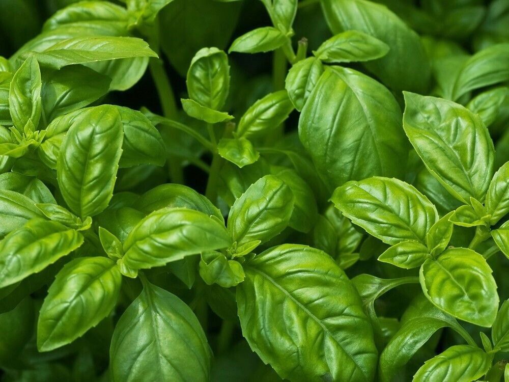 Easy To Grow Your Own Basil Seeds British Fresh Herbs Plant Vegetables Fruit