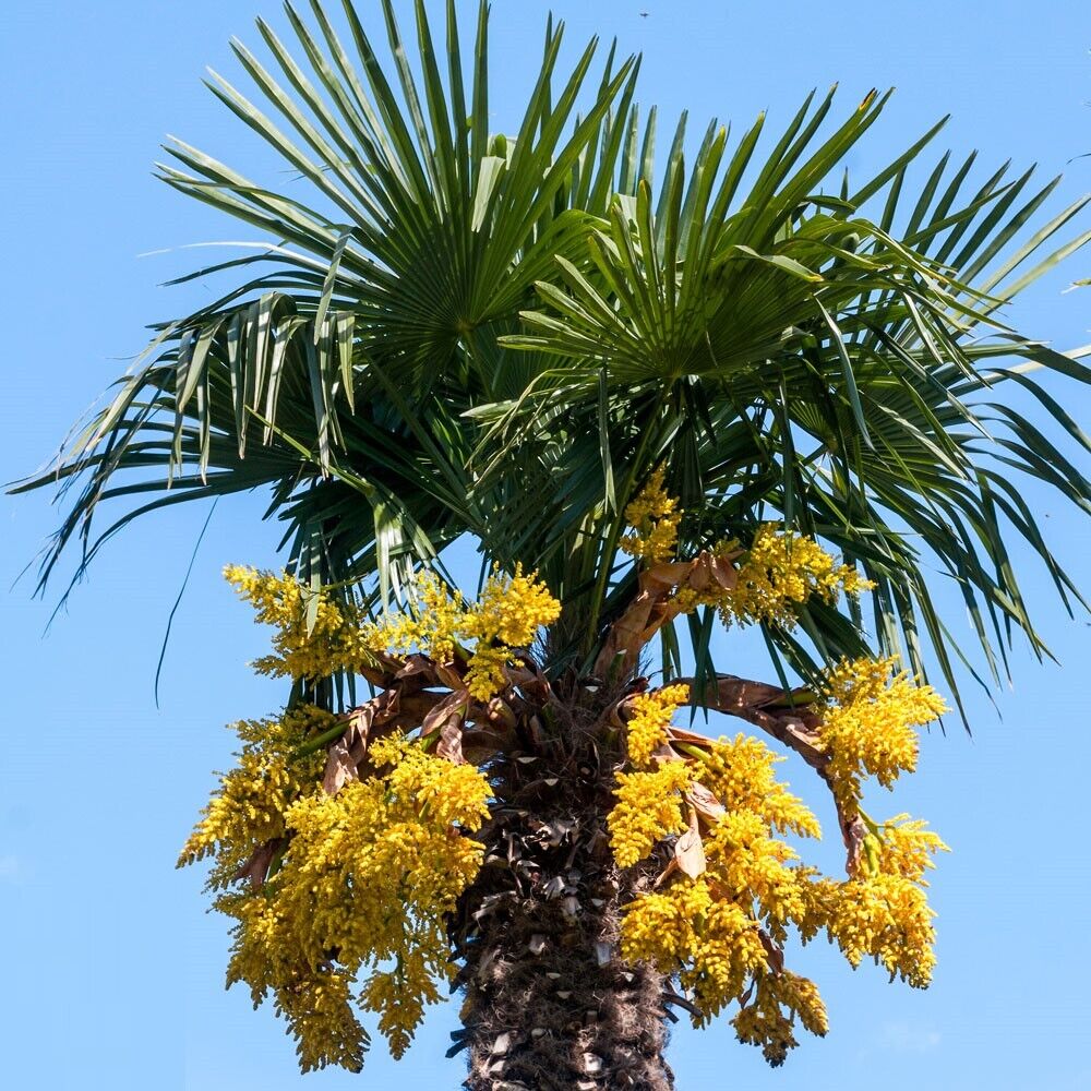 TRACHYCARPUS FORTUNEI Palm Tree Seeds UK HARDY Grown in UK Windmill Palm Tree