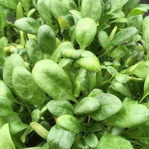 Easy To Grow Your Own Spinach Santa Cruz Seeds Fresh Vegetables Fruit Herbs