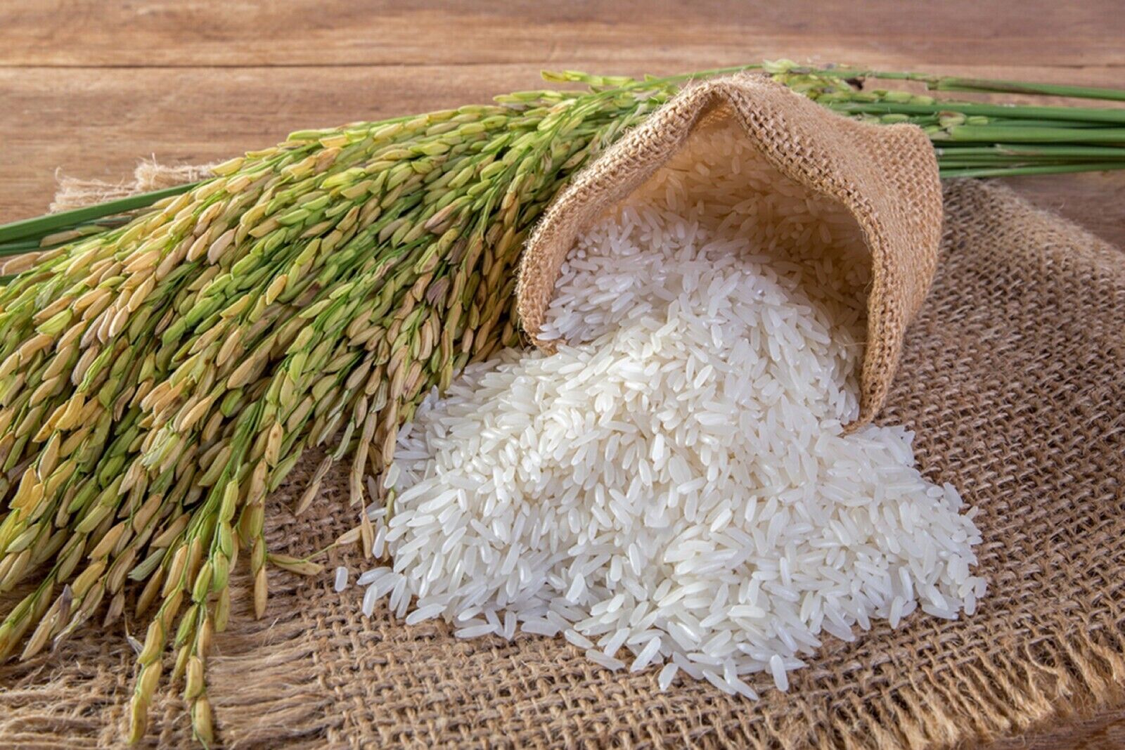 white rice seeds for planting GROW YOUR OWN Thai White Jasmine Rice Plant Fresh SEEDS Organic Vegeta – angellinclondon.com