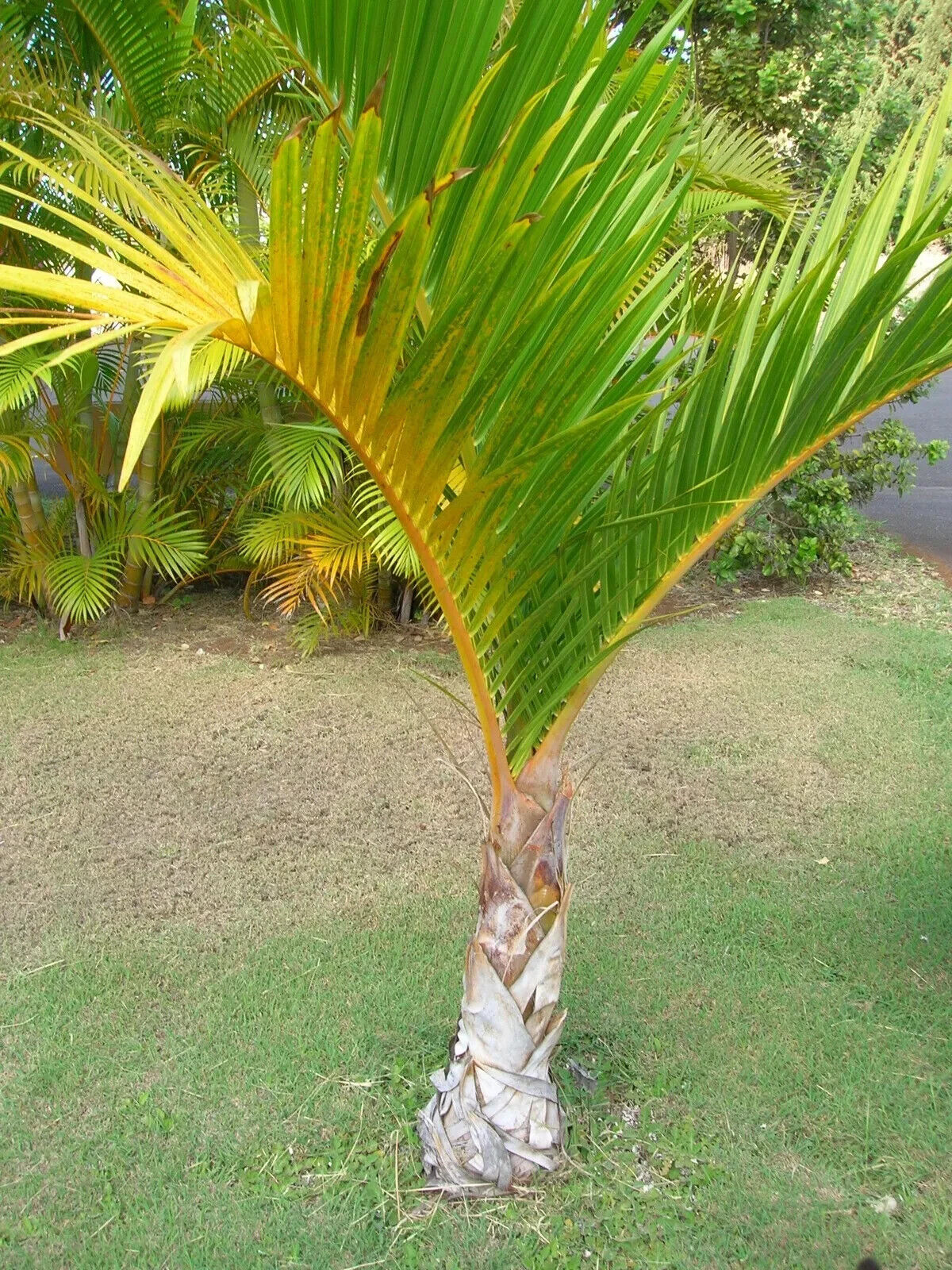 Rare SPINDLE BOTTLE PALM Seeds Seedling Hyophorbe verschaffeltii Tropical Exotic