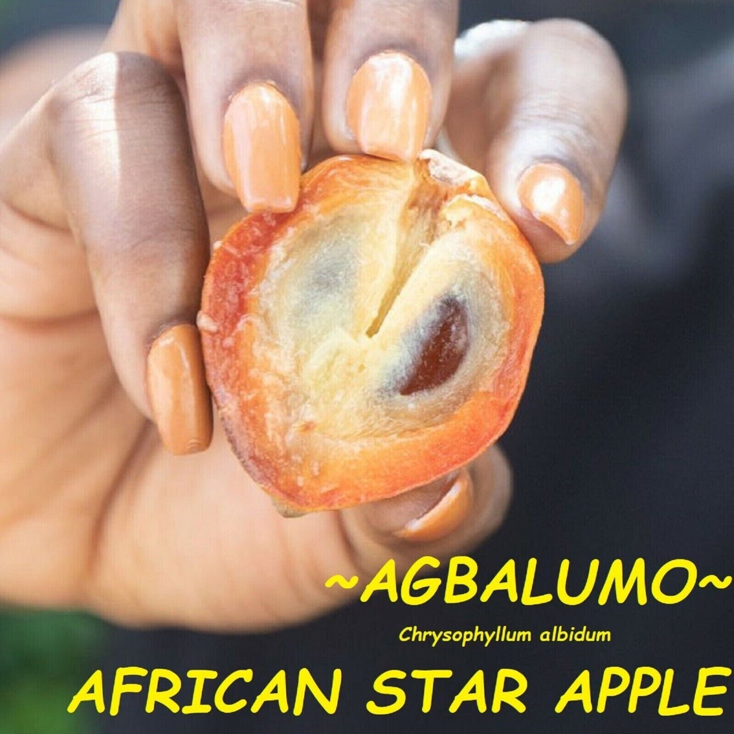 RARE SEEDS AFRICAN WHITE STAR APPLE CHERRY FRUIT TROPICAL TREE Chrysophyllum