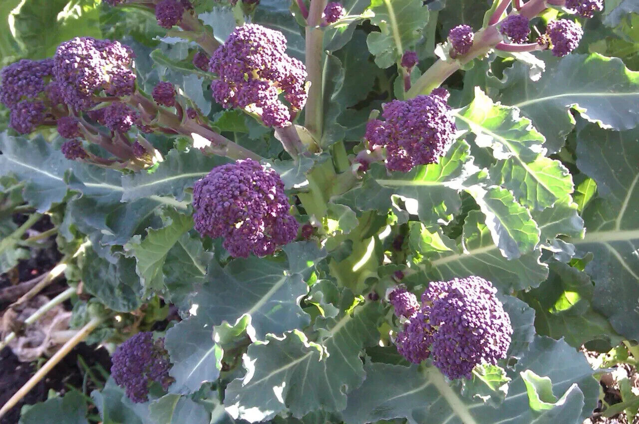 Easy To Grow Your Own Purple Broccoli Seeds Fresh Vegetables Fruit Herbs Plant