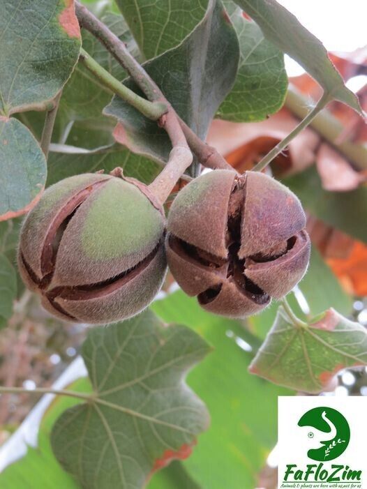 AFRICAN GUM SNOT APPLE SEEDS GORON TULA FRUIT TREE Azanza Thespesia garckeana