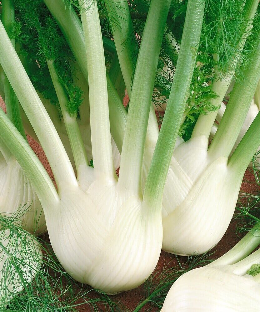Easy To Grow Your Own SWEET FENNEL Seeds Florence Fresh Vegetables Fruit Herbs