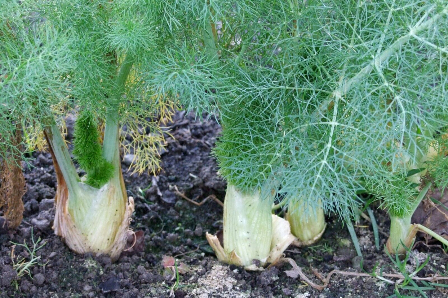 Easy To Grow Your Own SWEET FENNEL Seeds Florence Fresh Vegetables Fruit Herbs