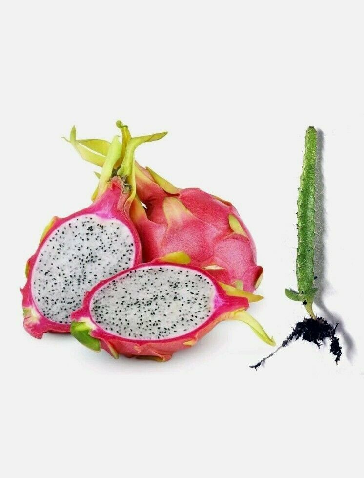 Dragon Fruit FRESH Seeds Pitaya EASY GROW YOUR OWN succulent Cactus Plant Tree