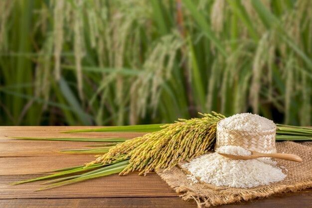 GROW YOUR OWN Thai White Jasmine Rice Plant Fresh SEEDS Organic Vegetable Grain