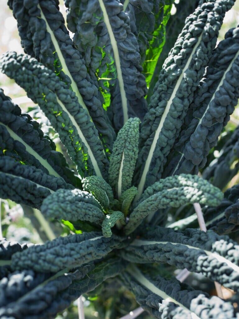 Easy Grow Your Own Kale Borecole Nero di Toscan Seeds Black Russian Vegetable