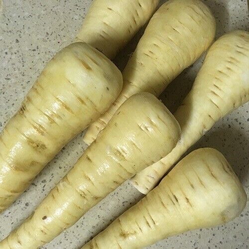Easy To Grow Your Own GIANT Parsnip Gladiator Seeds Fresh Vegetables Herbs