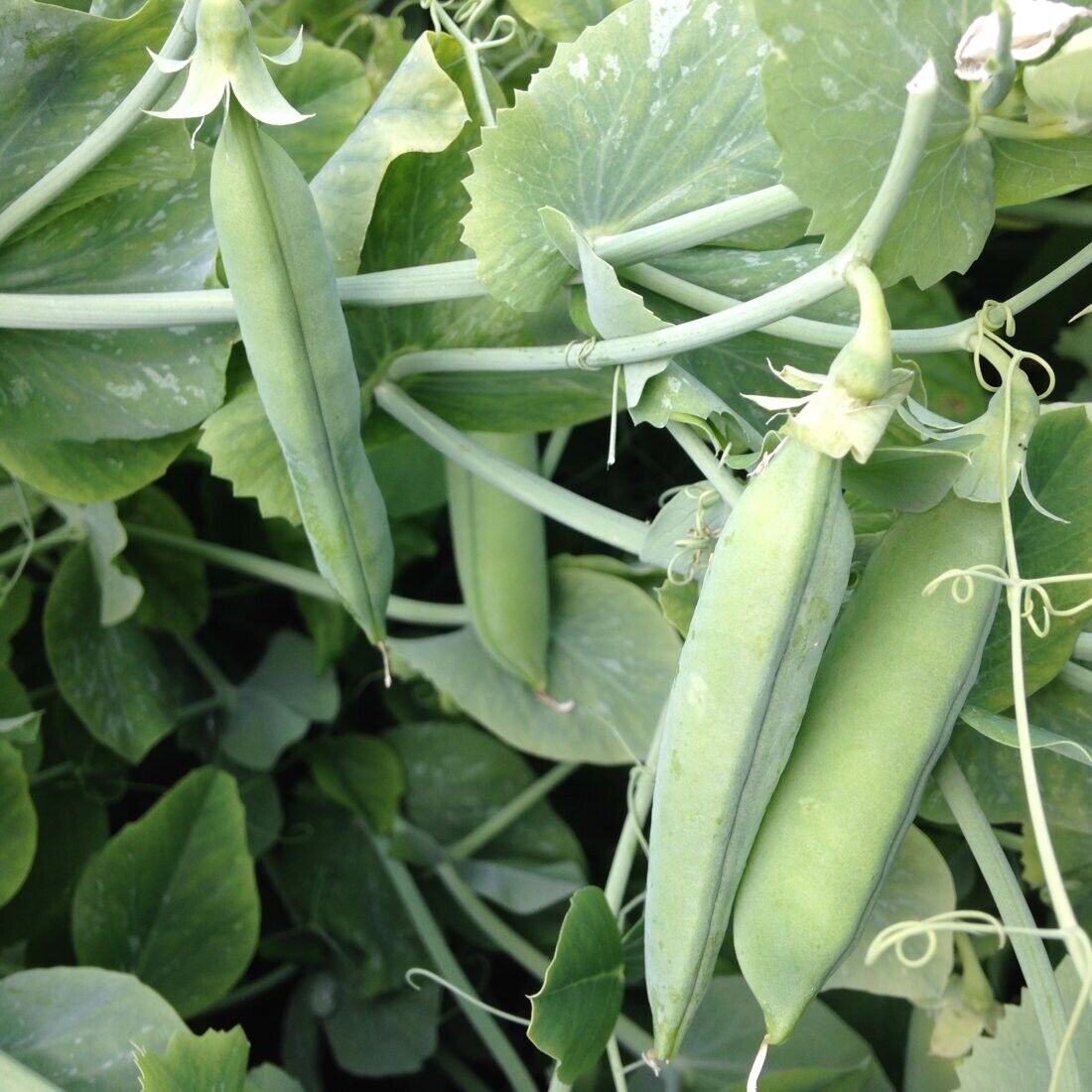 Easy Grow Your Own Pea Onward Peas Pod Seeds Fresh Vegetables Vine Herbs Plant
