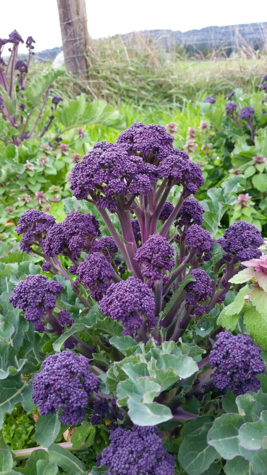 Easy To Grow Your Own Purple Broccoli Seeds Fresh Vegetables Fruit Herbs Plant