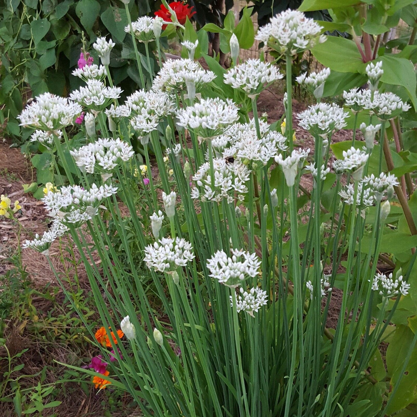 Easy To Grow Your Own Garlic Chive Herb Seeds Fresh Vegetables Fruit Herbs