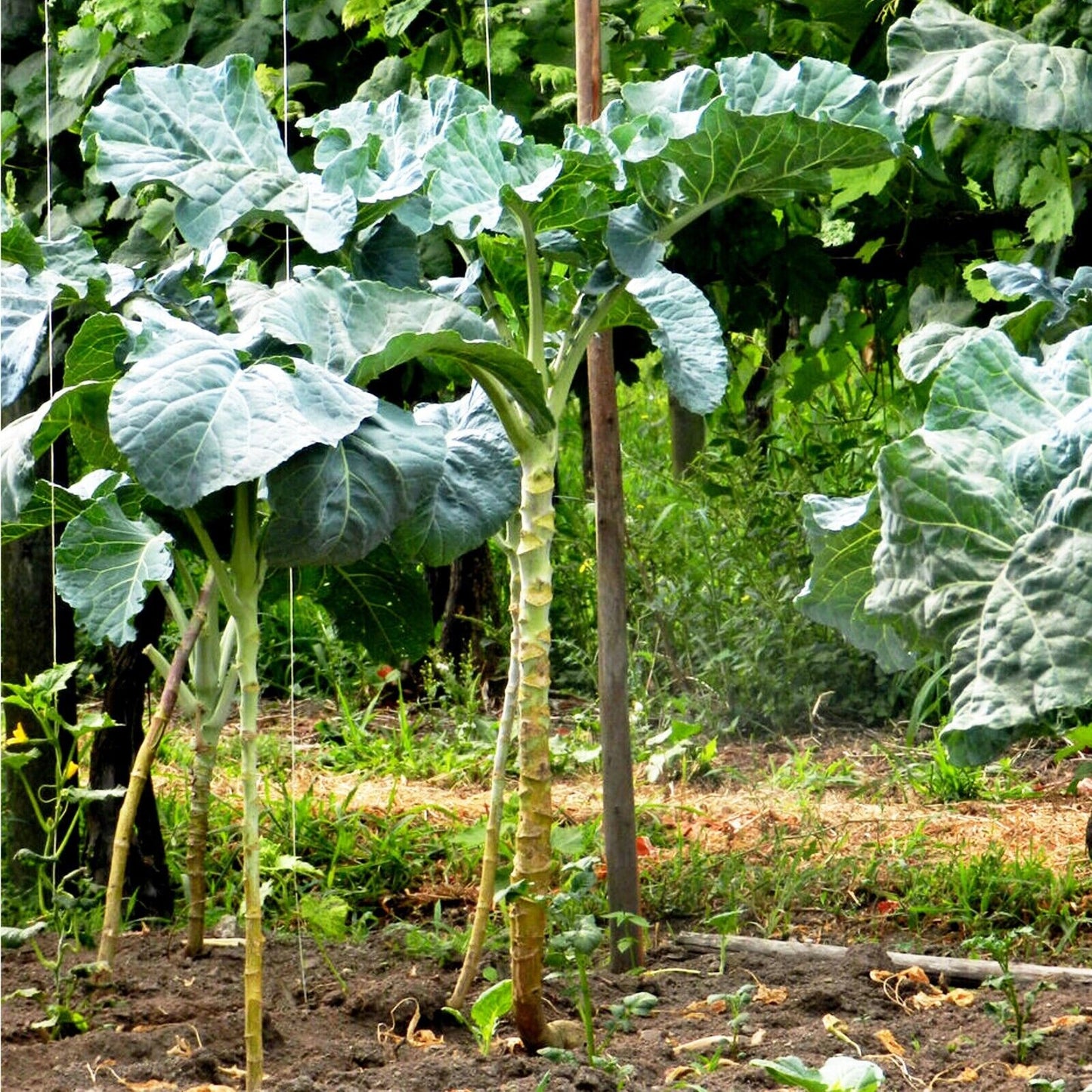 GROW OWN WALKING STICK KALE JERSEY SEEDS CABBAGE GIANT Portuguese tree EDIBLE