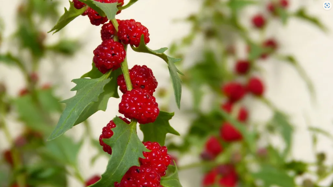 STRAWBERRY SEEDS Sticks Spinach Goosefoot CHENOPODIUM CAPITATUM Fruit Herb Berry