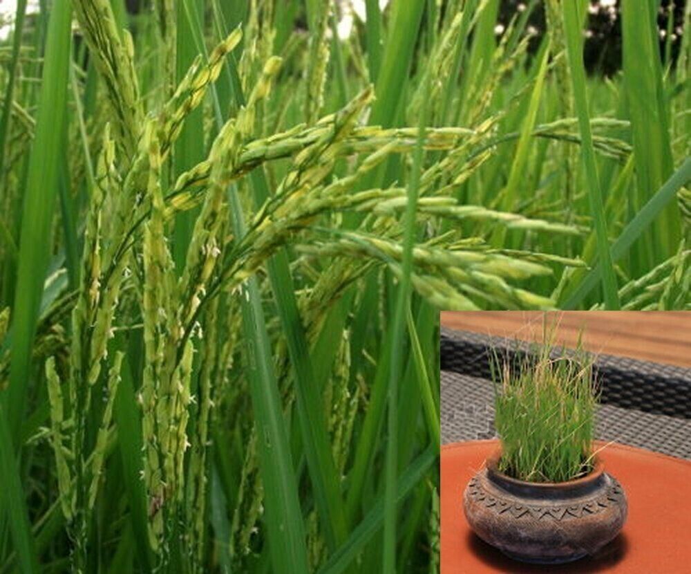 GROW YOUR OWN Thai White Jasmine Rice Plant Fresh SEEDS Organic Vegetable Grain