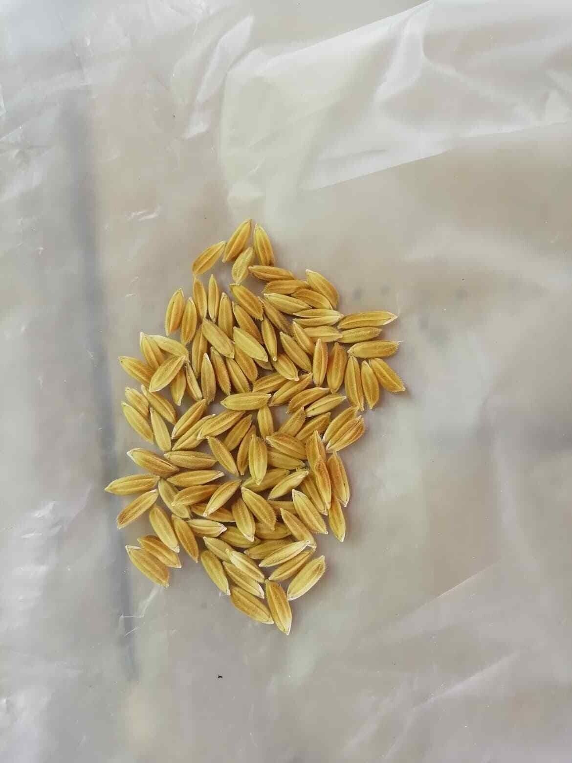 GROW YOUR OWN Thai White Jasmine Rice Plant Fresh SEEDS Organic Vegetable Grain