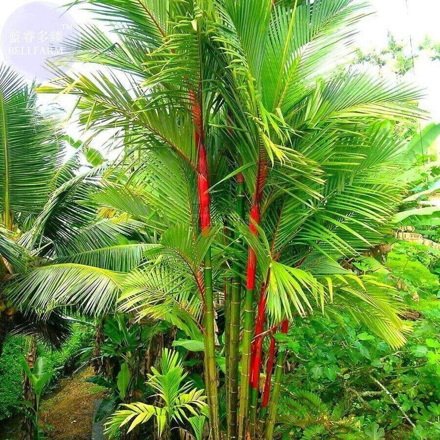Red Lipstick Palm Tree RARE Seeds Sealing Wax Cyrtostachys renda lakka Plant