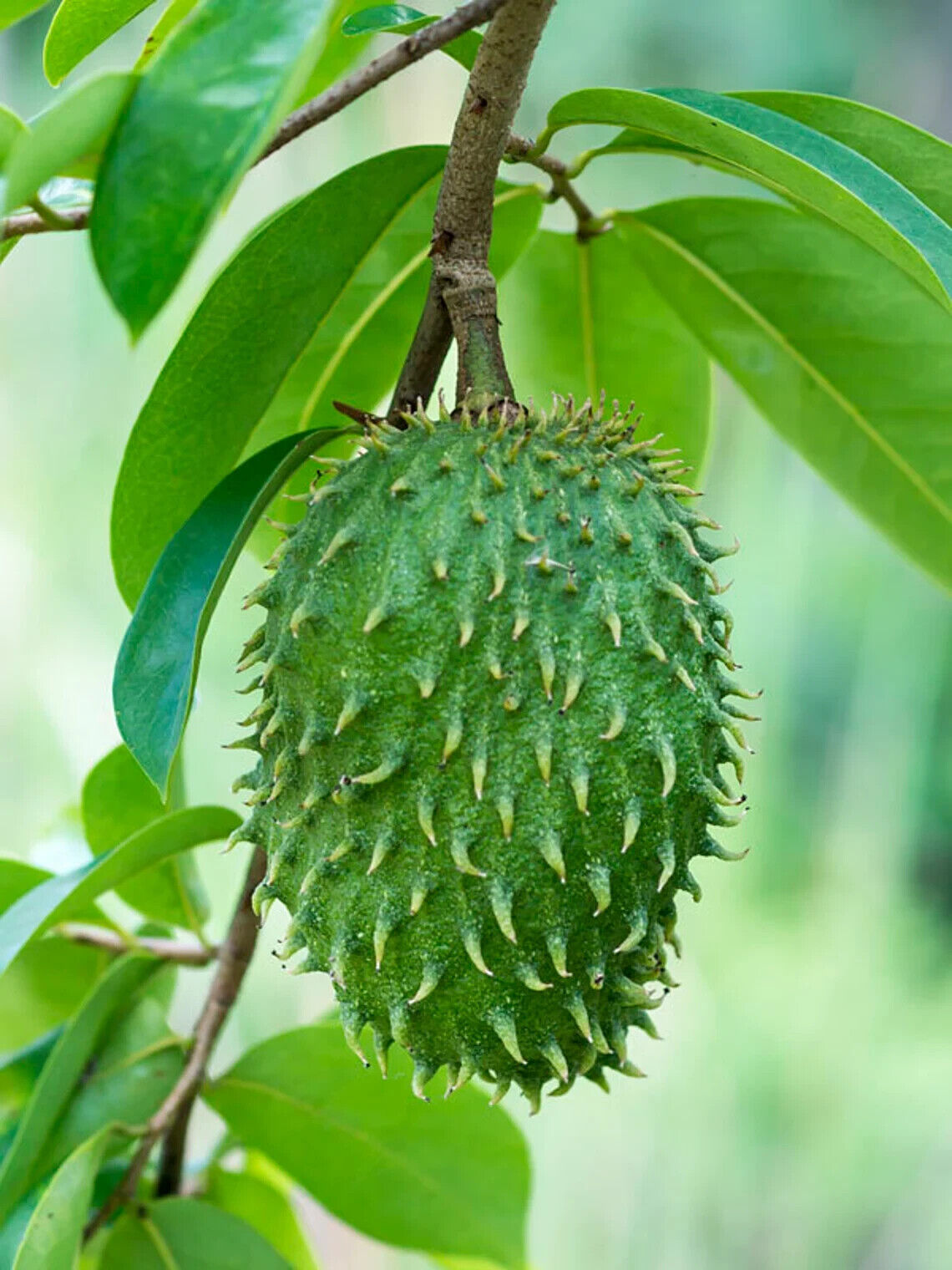 GROW TROPICAL FRUIT TREE PLANT SEEDS GUANABANA SOURSOP ANNONA MURICATA GRAVIOLA