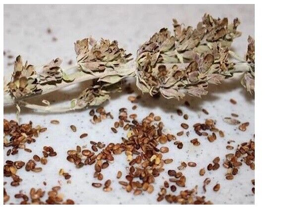 Grow your own White Sage SEEDS Plant Salvia apiana OR Loose White Sage Smudge