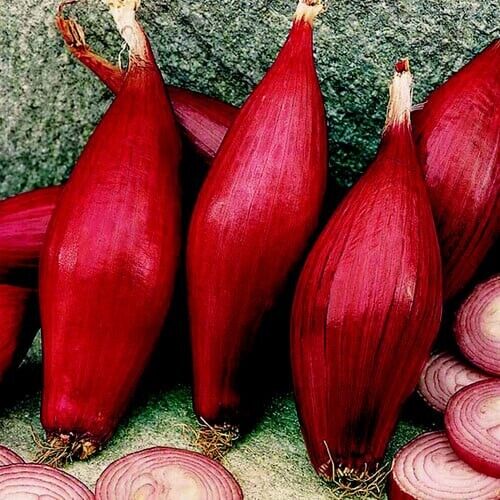 Easy To Grow Your Own Red Sweet Onion Simane Seeds Fresh Vegetables Fruit Herbs