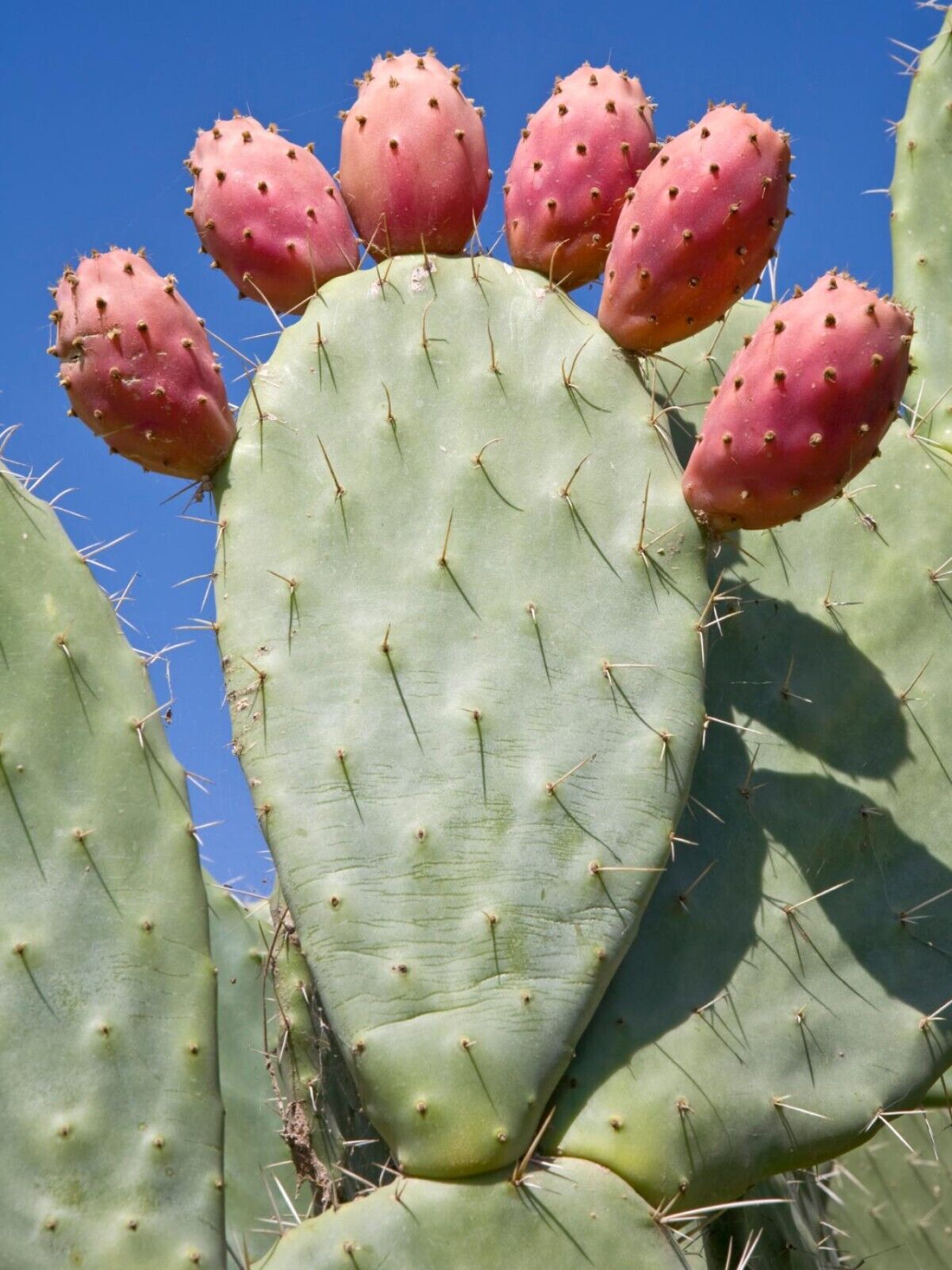 GROW YOUR OWN FRUIT Prickly Pear Cactus RARE SEEDS FIGS Cacti Edible opuntia