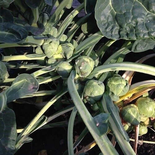 Vegetable Seeds Fresh Herbs Mixed Plants Easy Grow your Own Indoor Outdoor Fruit