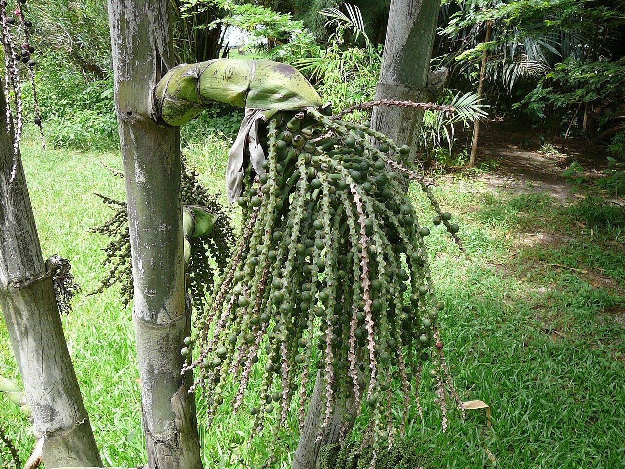RARE GAINT Fishtail Palm Tree Seeds fish tail Caryota Urens Indoor Garden Plant