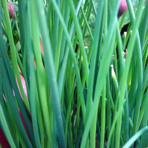 Vegetable Seeds Fresh Herbs Mixed Plants Easy Grow your Own Indoor Outdoor Fruit