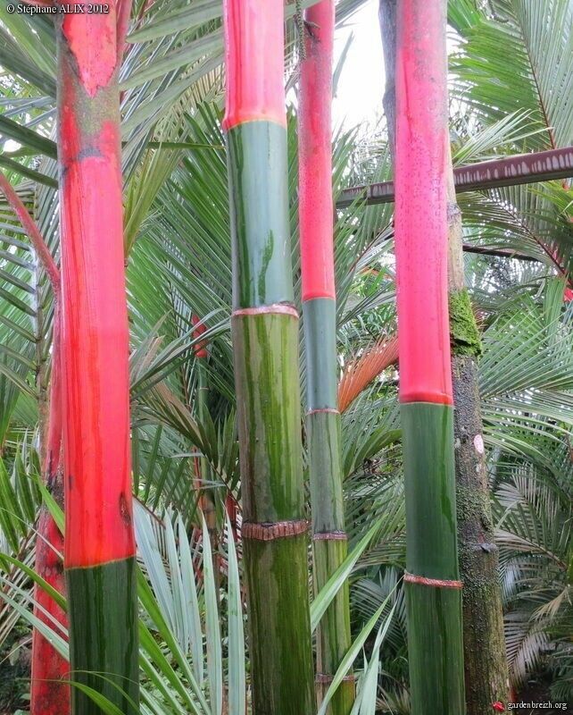 Red Lipstick Palm Tree RARE Seeds Sealing Wax Cyrtostachys renda lakka Plant